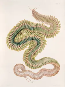 Nereis virens, 1910 (illustration) Nereis virens, 1910 (illustration)
