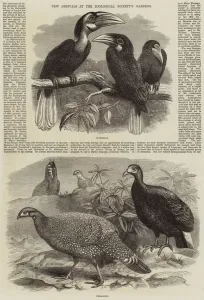 New Arrivals at the Zoological Society's Gardens (engraving) New Arrivals at the Zoological Society's Gardens (engraving)