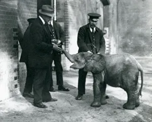 Newly arrived baby pygmy forest elephant Tiny, with her keepers Robertson Newly arrived baby pygmy forest elephant Tiny, with her keepers Robertson