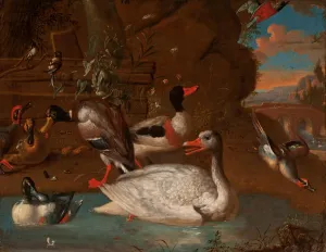 A Norwegian White Goose surrounded by a Shelduck, Mallard, Shovelers A Norwegian White Goose surrounded by a Shelduck, Mallard, Shovelers