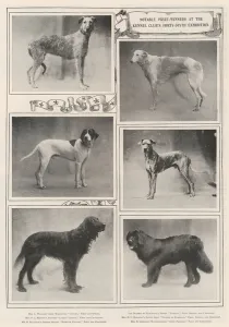 Notable Prize-Winners at the Kennel Club's Forty-Sixth Exhibition (b/w photo) Notable Prize-Winners at the Kennel Club's Forty-Sixth Exhibition (b/w photo)