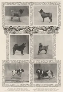 Notable Prize-Winners at the Kennel Club's Forty-Sixth Exhibition (b/w photo) Notable Prize-Winners at the Kennel Club's Forty-Sixth Exhibition (b/w photo)
