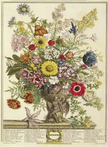 November, from Twelve Months of Flowers by Robert Furber (c November, from Twelve Months of Flowers by Robert Furber (c