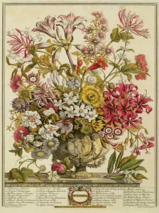 October, from Twelve Months of Flowers by Robert Furber (c October, from Twelve Months of Flowers by Robert Furber (c