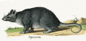 Opossum, from The Natural History of Animals, 1859 (hand-coloured engraving) Opossum, from The Natural History of Animals, 1859 (hand-coloured engraving)