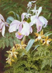 Orchids (w/c and bodycolour on paper) Orchids (w/c and bodycolour on paper)