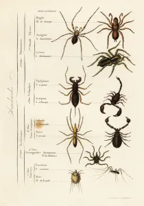 Orders of Arachnids Orders of Arachnids