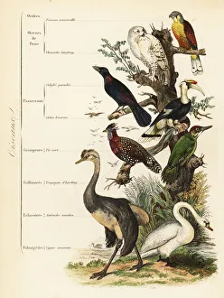 Orders of Birds: kestrel, Falco tinnunculus, vulnerable snowy owl, Bubo scandiacus, greater blue-eared starling Orders of Birds: kestrel, Falco tinnunculus, vulnerable snowy owl, Bubo scandiacus, greater blue-eared starling