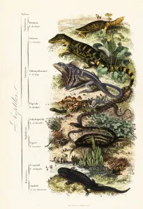 Orders of reptiles: vulnerable Indian softshell turtle, Nilssonia gangetica, spectacled caiman, Caiman crocodilus Orders of reptiles: vulnerable Indian softshell turtle, Nilssonia gangetica, spectacled caiman, Caiman crocodilus