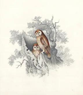 Owls perching on the hollow trunk of a dead tree (colour litho) Owls perching on the hollow trunk of a dead tree (colour litho)