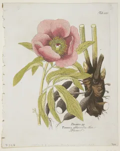 Paeonie, from Icones Plantarum Medico-Oeconomico-Technologicarum cum Earum Fructus Paeonie, from Icones Plantarum Medico-Oeconomico-Technologicarum cum Earum Fructus