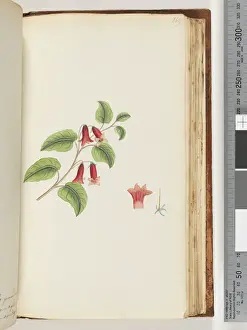 Page 169. Unnamed Flowering Plant (Watling 448/383) (w/c) Page 169. Unnamed Flowering Plant (Watling 448/383) (w/c)