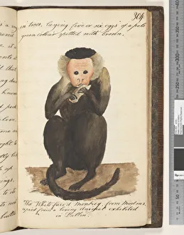 Page 304. The Whitefaced Monkey, from Madras, copied from a living Animal exhibited in Dublin Page 304. The Whitefaced Monkey, from Madras, copied from a living Animal exhibited in Dublin