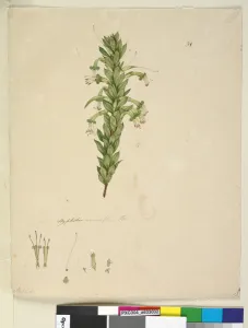 Page 31. Styphelia viridiflora, c.1803-06 (w/c, pen, ink and pencil) Page 31. Styphelia viridiflora, c.1803-06 (w/c, pen, ink and pencil)