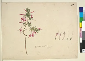 Page 32. Styphelia tubiflora, c.1803-06 (w/c, pen, ink and pencil) Page 32. Styphelia tubiflora, c.1803-06 (w/c, pen, ink and pencil)