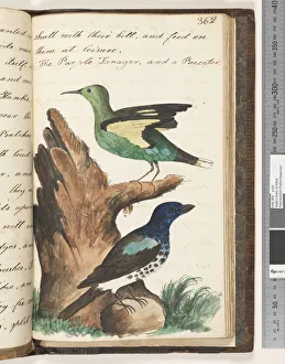 Page 362. The Purple Tanager, and a Beeeater, 1810-17 (w/c & manuscript text) Page 362. The Purple Tanager, and a Beeeater, 1810-17 (w/c & manuscript text)