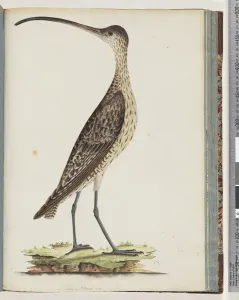 Page 78. Eastern Curlew (w/c on paper) Page 78. Eastern Curlew (w/c on paper)