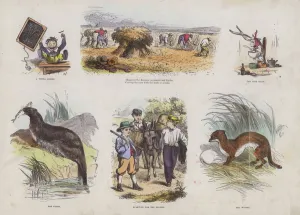 Page from the Attractive Picture Book (coloured engraving) Page from the Attractive Picture Book (coloured engraving)