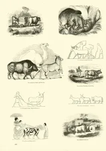 Page from The Pictorial Museum of Animated Nature (engraving) Page from The Pictorial Museum of Animated Nature (engraving)