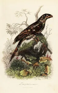 Papuan frogmouth, Podargus papuensis Papuan frogmouth, Podargus papuensis