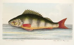 The Pearch from the River Rhine, from A Treatise on Fish and Fish-ponds, pub The Pearch from the River Rhine, from A Treatise on Fish and Fish-ponds, pub