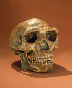 Peking Mans reconstructed skull, Cave Choukou'tien (bone) Peking Mans reconstructed skull, Cave Choukou'tien (bone)