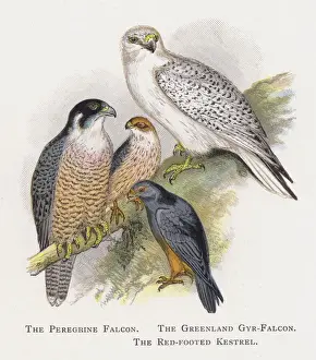 The Peregrine Falcon, The Greenland Gyr-Falcon, The Red-footed Kestrel (chromolitho) The Peregrine Falcon, The Greenland Gyr-Falcon, The Red-footed Kestrel (chromolitho)