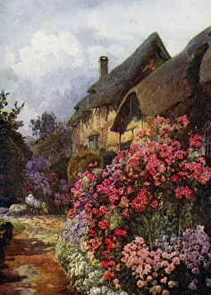 Phloxes and Tall Standards of Dorothy Perkins Rose at Ann Hathaway's Cottage, Stratford-on-Avon (colour litho) Phloxes and Tall Standards of Dorothy Perkins Rose at Ann Hathaway's Cottage, Stratford-on-Avon (colour litho)
