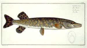 Pike (Esox Lucio) plate XXXII from Ichthyologie, ou histoire naturelle generale et Pike (Esox Lucio) plate XXXII from Ichthyologie, ou histoire naturelle generale et