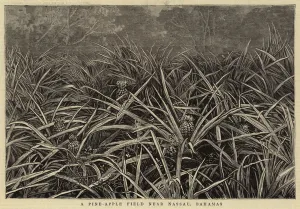 A Pine-Apple Field near Nassau, Bahamas (engraving) A Pine-Apple Field near Nassau, Bahamas (engraving)