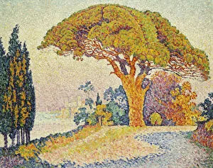 Pine Trees at Bertaud, Saint- Tropez (Provence), 1900 (oil on canvas) Pine Trees at Bertaud, Saint- Tropez (Provence), 1900 (oil on canvas)