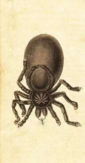 Pinktoe tarantula, Avicularia avicularia. 1800 (engraving) Pinktoe tarantula, Avicularia avicularia. 1800 (engraving)