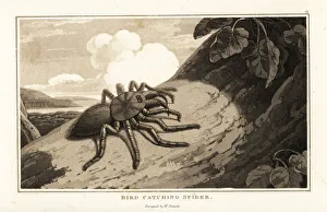 Pinktoe tarantula, Avicularia avicularia, on a tree trunk. 1807 (aquatint) Pinktoe tarantula, Avicularia avicularia, on a tree trunk. 1807 (aquatint)