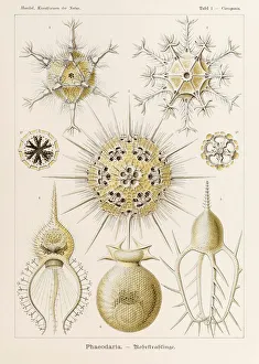 Plate 1 Circogonia Phaeodaria from Kunstformen der Natur (Art Forms in Nature) illustrated by Ernst Haeckel (1834-1919) Plate 1 Circogonia Phaeodaria from Kunstformen der Natur (Art Forms in Nature) illustrated by Ernst Haeckel (1834-1919)