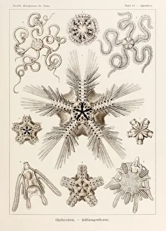 Plate 10 Ophiothrix Ophiodea from Kunstformen der Natur (Art Forms in Nature) illustrated by Ernst Haeckel (1834-1919) Plate 10 Ophiothrix Ophiodea from Kunstformen der Natur (Art Forms in Nature) illustrated by Ernst Haeckel (1834-1919)