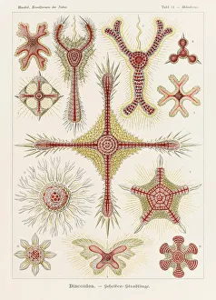 Plate 11 Heliodiscus Discoidea from Kunstformen der Natur (Art Forms in Nature) illustrated by Ernst Haeckel (1834-1919) Plate 11 Heliodiscus Discoidea from Kunstformen der Natur (Art Forms in Nature) illustrated by Ernst Haeckel (1834-1919)