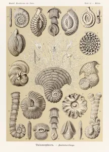 Plate 12 Miliola Talamophora from Kunstformen der Natur (Art Forms in Nature) illustrated by Ernst Haeckel (1834-1919) Plate 12 Miliola Talamophora from Kunstformen der Natur (Art Forms in Nature) illustrated by Ernst Haeckel (1834-1919)