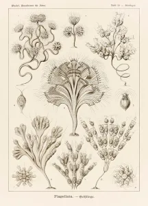 Plate 13 Dinobryon Flagellata from Kunstformen der Natur (Art Forms in Nature) illustrated by Ernst Haeckel (1834-1919) Plate 13 Dinobryon Flagellata from Kunstformen der Natur (Art Forms in Nature) illustrated by Ernst Haeckel (1834-1919)