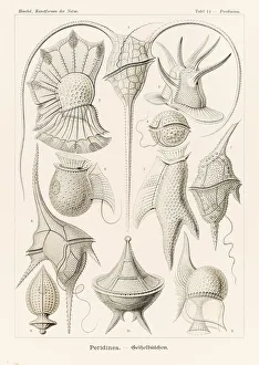 Plate 14 Peridinium Peridinea from Kunstformen der Natur (Art Forms in Nature) illustrated by Ernst Haeckel (1834-1919) Plate 14 Peridinium Peridinea from Kunstformen der Natur (Art Forms in Nature) illustrated by Ernst Haeckel (1834-1919)