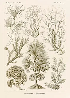 Plate 15 Zonaria Fucoideae from Kunstformen der Natur (Art Forms in Nature) illustrated by Ernst Haeckel (1834-1919) Plate 15 Zonaria Fucoideae from Kunstformen der Natur (Art Forms in Nature) illustrated by Ernst Haeckel (1834-1919)
