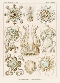 Plate 16 Pegantha Narcomedusae from Kunstformen der Natur (Art Forms in Nature) illustrated by Ernst Haeckel (1834-1919) Plate 16 Pegantha Narcomedusae from Kunstformen der Natur (Art Forms in Nature) illustrated by Ernst Haeckel (1834-1919)