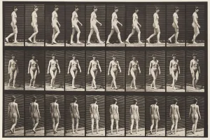 Plate 16. Walking, 1872-85 (collotype on paper) Plate 16. Walking, 1872-85 (collotype on paper)