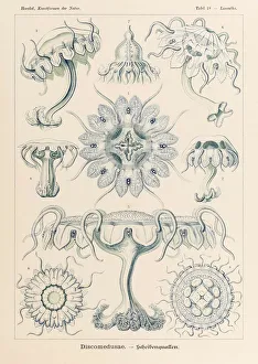 Plate 18 Linantha Discomedusae from Kunstformen der Natur (Art Forms in Nature) illustrated by Ernst Haeckel (1834-1919) Plate 18 Linantha Discomedusae from Kunstformen der Natur (Art Forms in Nature) illustrated by Ernst Haeckel (1834-1919)