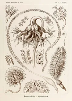 Plate 19 Pennatula Pennatulida from Kunstformen der Natur (Art Forms in Nature) illustrated by Ernst Haeckel (1834-1919) Plate 19 Pennatula Pennatulida from Kunstformen der Natur (Art Forms in Nature) illustrated by Ernst Haeckel (1834-1919)