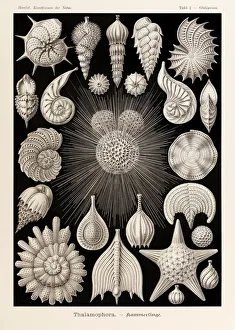 Plate 2 Globigerina Thalamophora from Kunstformen der Natur (Art Forms in Nature) Plate 2 Globigerina Thalamophora from Kunstformen der Natur (Art Forms in Nature)