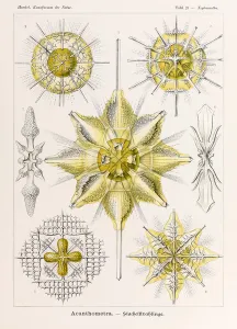 Plate 22 Elaphospyris Spyroidea from Kunstformen der Natur (Art Forms in Nature) Plate 22 Elaphospyris Spyroidea from Kunstformen der Natur (Art Forms in Nature)