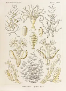 Plate 25 Diphasia Sertulariae from Kunstformen der Natur (Art Forms in Nature) illustrated by Ernst Haeckel (1834-1919) Plate 25 Diphasia Sertulariae from Kunstformen der Natur (Art Forms in Nature) illustrated by Ernst Haeckel (1834-1919)