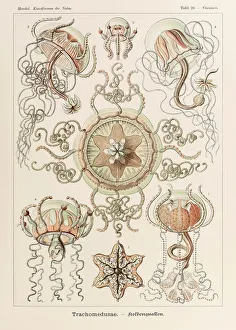 Plate 26 Carmaris Trachomedusae from Kunstformen der Natur (Art Forms in Nature) Plate 26 Carmaris Trachomedusae from Kunstformen der Natur (Art Forms in Nature)