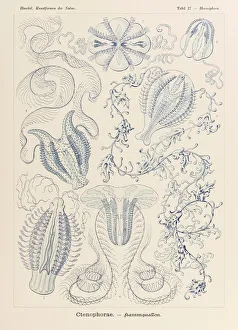 Plate 27 Hormiphora Ctenophorae from Kunstformen der Natur (Art Forms in Nature) Plate 27 Hormiphora Ctenophorae from Kunstformen der Natur (Art Forms in Nature)