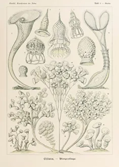 Plate 3 Stentor Ciliata from Kunstformen der Natur (Art Forms in Nature) illustrated by Ernst Haeckel (1834-1919) Plate 3 Stentor Ciliata from Kunstformen der Natur (Art Forms in Nature) illustrated by Ernst Haeckel (1834-1919)